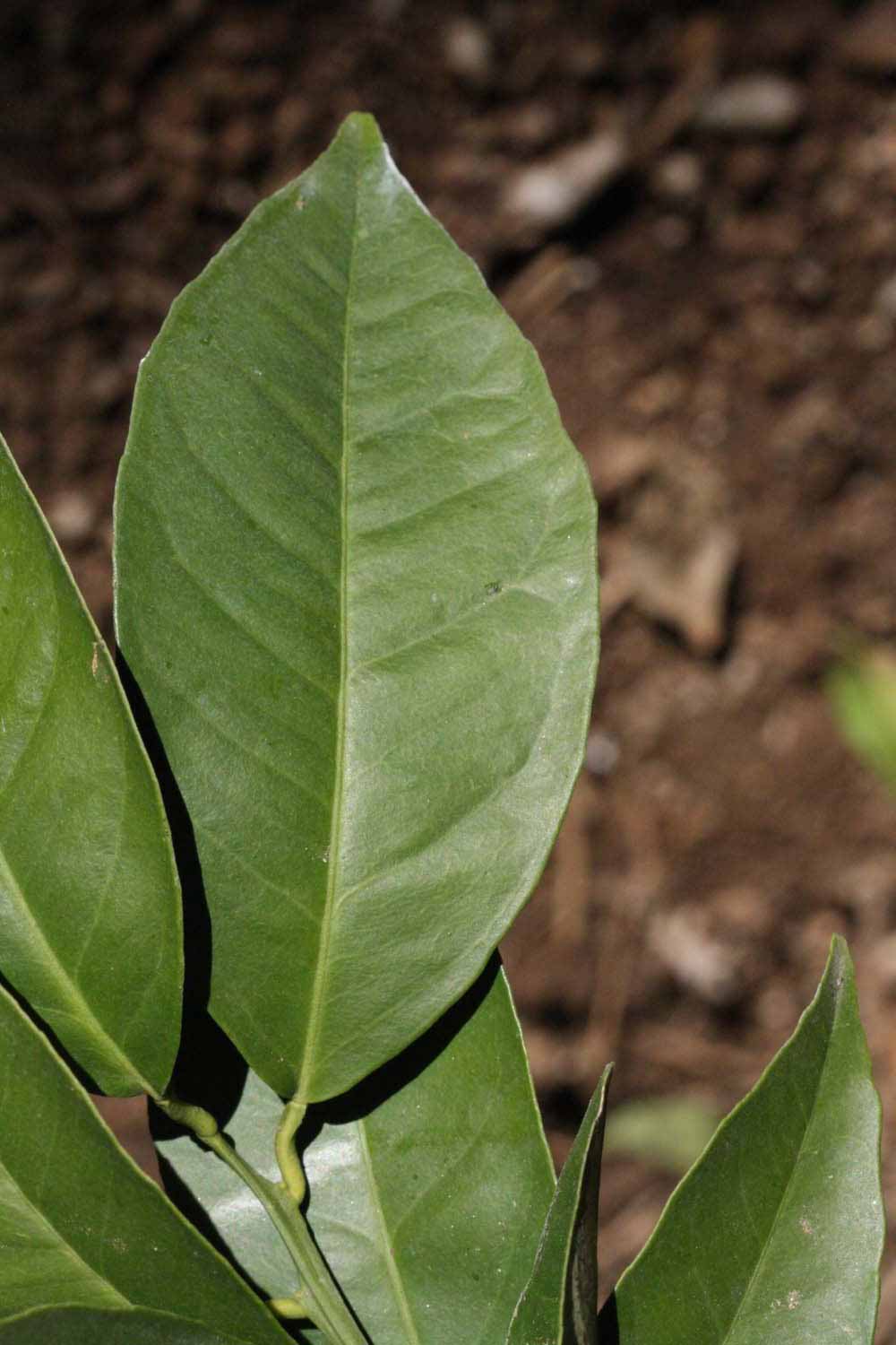              Unifoliolate leaf (Riverside, CA)       